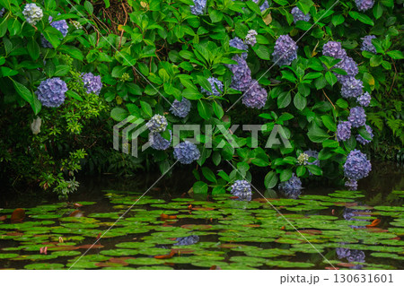 京都府木津川市加茂町の岩船寺の紫陽花を撮影 130631601