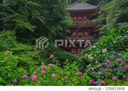 京都府木津川市加茂町の岩船寺の紫陽花を撮影 京都府木津川市加茂町の岩船寺の紫陽花を撮影 130631606