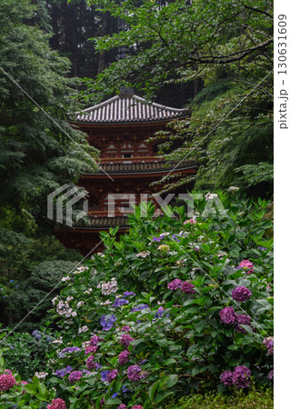 京都府木津川市加茂町の岩船寺の紫陽花を撮影 京都府木津川市加茂町の岩船寺の紫陽花を撮影 130631609