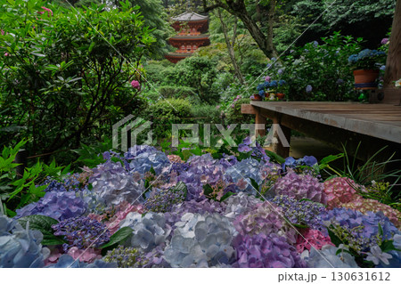 京都府木津川市加茂町の岩船寺の紫陽花を撮影 130631612