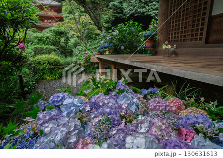 京都府木津川市加茂町の岩船寺の紫陽花を撮影 京都府木津川市加茂町の岩船寺の紫陽花を撮影 130631613
