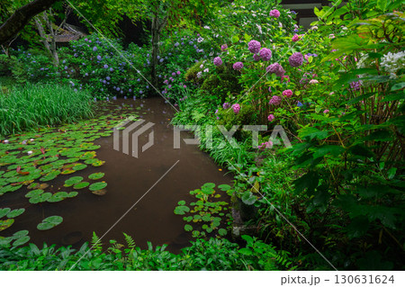京都府木津川市加茂町の岩船寺の紫陽花を撮影 130631624