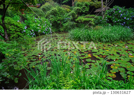 京都府木津川市加茂町の岩船寺の紫陽花を撮影 京都府木津川市加茂町の岩船寺の紫陽花を撮影 130631627