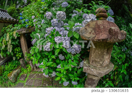 京都府木津川市加茂町の岩船寺の紫陽花を撮影 130631635