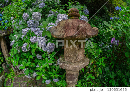 京都府木津川市加茂町の岩船寺の紫陽花を撮影 京都府木津川市加茂町の岩船寺の紫陽花を撮影 130631636