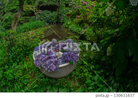 京都府木津川市加茂町の岩船寺の紫陽花を撮影 130631637