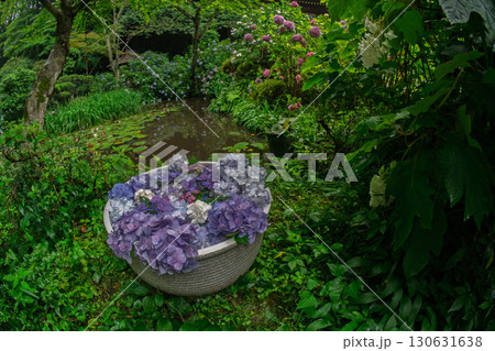 京都府木津川市加茂町の岩船寺の紫陽花を撮影 京都府木津川市加茂町の岩船寺の紫陽花を撮影 130631638