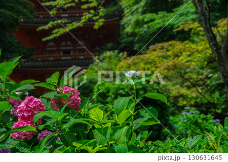 京都府木津川市加茂町の岩船寺の紫陽花を撮影 京都府木津川市加茂町の岩船寺の紫陽花を撮影 130631645