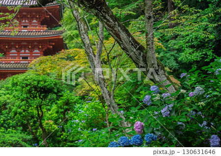 京都府木津川市加茂町の岩船寺の紫陽花を撮影 京都府木津川市加茂町の岩船寺の紫陽花を撮影 130631646