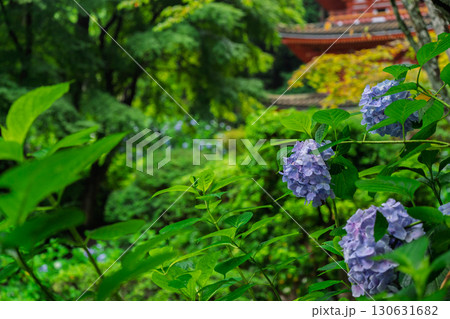京都府木津川市加茂町の岩船寺の紫陽花を撮影 130631682
