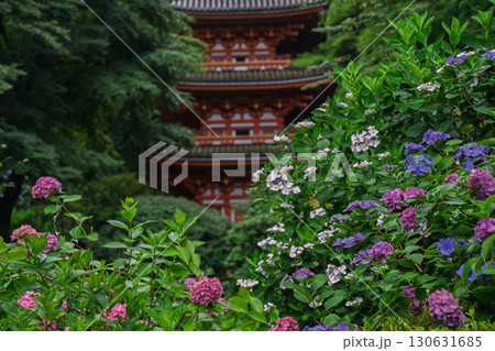 京都府木津川市加茂町の岩船寺の紫陽花を撮影 130631685