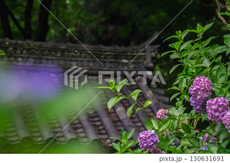 京都府木津川市加茂町の岩船寺の紫陽花を撮影 京都府木津川市加茂町の岩船寺の紫陽花を撮影 130631691