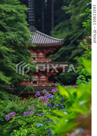 京都府木津川市加茂町の岩船寺の紫陽花を撮影 京都府木津川市加茂町の岩船寺の紫陽花を撮影 130631693