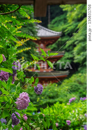 京都府木津川市加茂町の岩船寺の紫陽花を撮影 京都府木津川市加茂町の岩船寺の紫陽花を撮影 130631708