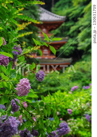 京都府木津川市加茂町の岩船寺の紫陽花を撮影 京都府木津川市加茂町の岩船寺の紫陽花を撮影 130631709