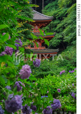 京都府木津川市加茂町の岩船寺の紫陽花を撮影 京都府木津川市加茂町の岩船寺の紫陽花を撮影 130631711