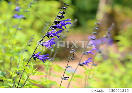 サルビアの花　グァラニティカ 130631836