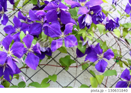 クレマチスの花 ジャックマニー クレマチスの花 ジャックマニー 130631840