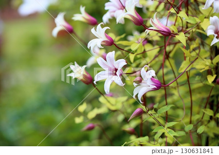 クレマチスの花 プリンセスケイト クレマチスの花 プリンセスケイト 130631841