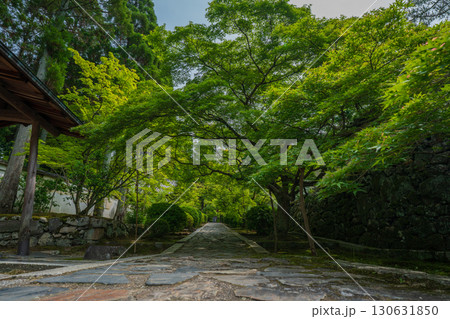 京都府京田辺市の一休寺の新緑を撮影 京都府京田辺市の一休寺の新緑を撮影 130631850
