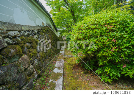 京都府京田辺市の一休寺の新緑を撮影 130631858