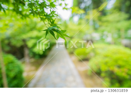 京都府京田辺市の一休寺の新緑を撮影 130631859