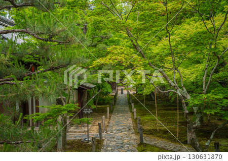 京都府京田辺市の一休寺の新緑を撮影 130631870