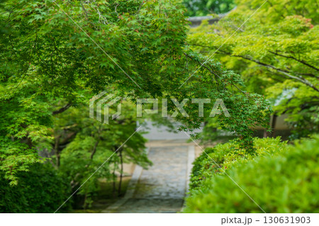 京都府京田辺市の一休寺の新緑を撮影 130631903