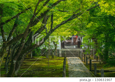 京都府京田辺市の一休寺の新緑を撮影 130631907