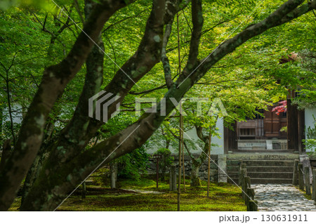 京都府京田辺市の一休寺の新緑を撮影 京都府京田辺市の一休寺の新緑を撮影 130631911