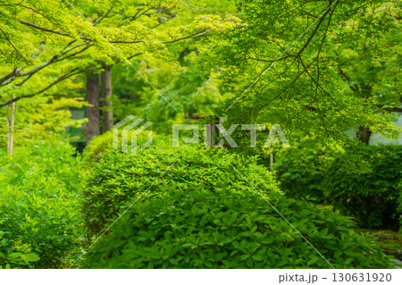京都府京田辺市の一休寺の新緑を撮影 130631920