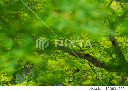 京都府京田辺市の一休寺の新緑を撮影 130631923