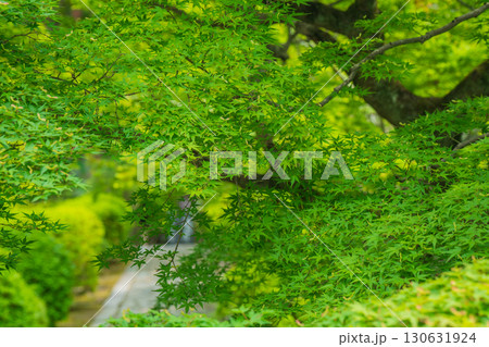 京都府京田辺市の一休寺の新緑を撮影 京都府京田辺市の一休寺の新緑を撮影 130631924