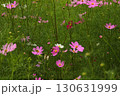 秋の野原に咲くピンクのコスモスの花 130631999