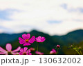 コスモスの花のある風景 130632002