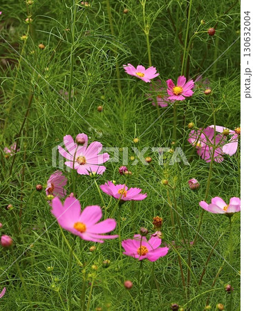 秋のコスモス畑に咲くピンク色の秋桜 秋のコスモス畑に咲くピンク色の秋桜 130632004