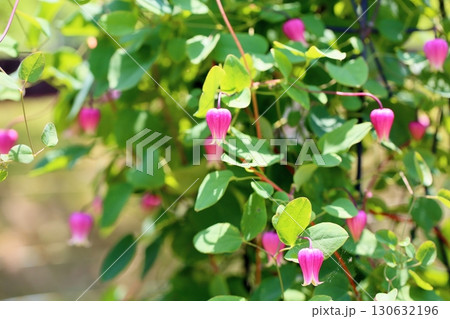 クレマチスの花 マシュマロ クレマチスの花 マシュマロ 130632196