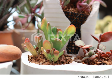 多肉植物　寄せ植え　白い鉢　クラッスラゴーラム　 130632301