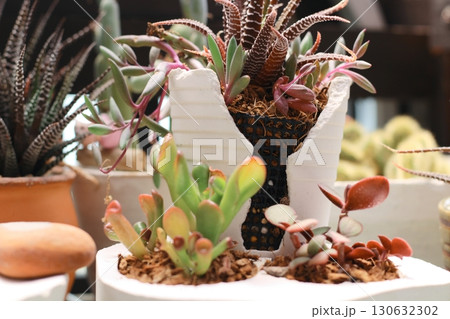 多肉植物 寄せ植え 白い鉢 クラッスラゴーラム 竜の爪 多肉植物 寄せ植え 白い鉢 クラッスラゴーラム 竜の爪 130632302