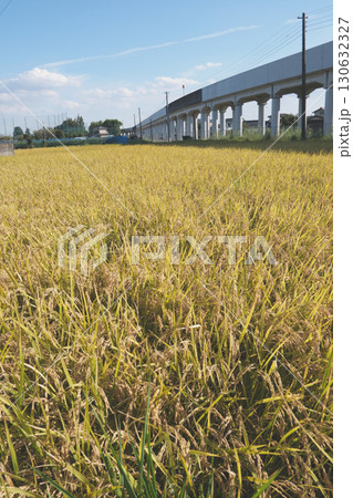 実った稲穂と鉄道高架 130632327