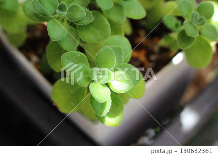 葉のアップ　アロマティカス 130632361