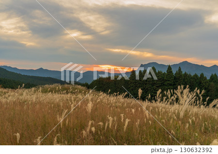 奈良県曽爾村に晩秋を告げる黄金に輝く曽爾高原のススキ 130632392