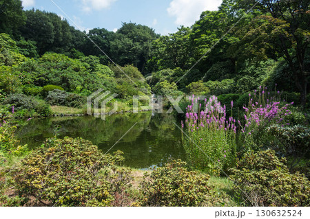 赤城自然園 しゃくなげの谷の池 群馬県渋川市 赤城自然園 しゃくなげの谷の池 群馬県渋川市 130632524