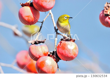 熟した柿の実をつけた柿木の枝で実を啄むメジロ 130632534