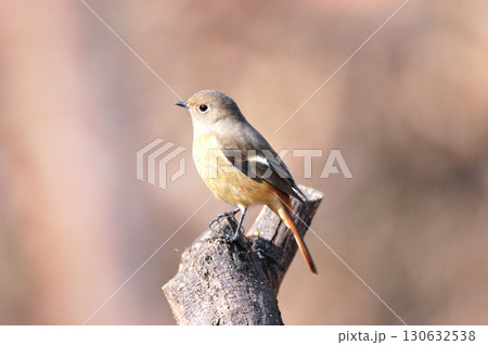 枯れ木の先に止まるジョウビタキの雌 130632538