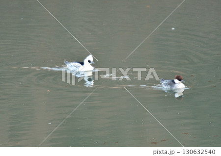 雌のミコアイサの後を雄のミコアイサが悠々と泳ぐ川面 雌のミコアイサの後を雄のミコアイサが悠々と泳ぐ川面 130632540