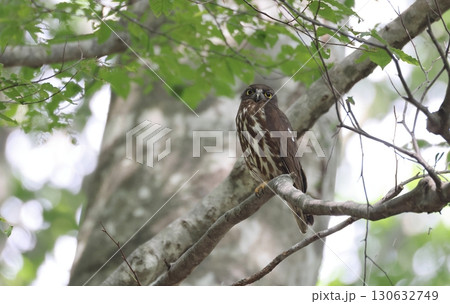 アオバズク アオバズク 130632749