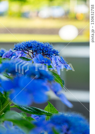 梅雨の晴れ間に咲く紫陽花 130632788
