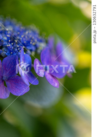 青いガクアジサイ 青いガクアジサイ 130632791