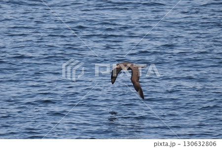 海上を飛ぶクロアシアホウドリ 海上を飛ぶクロアシアホウドリ 130632806
